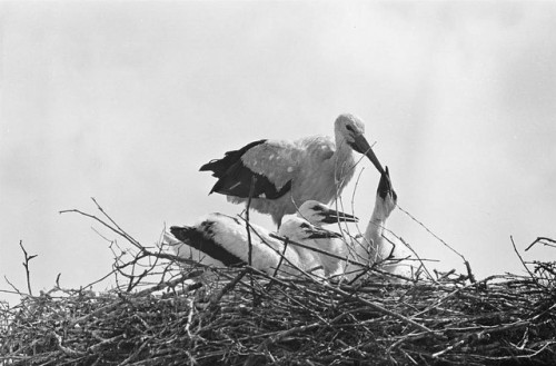 enotional and behavioral disorders